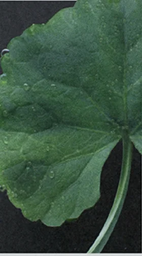 Hoja de centella asiática, ingrediente insignia de RIMAN